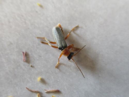 Réf. 282 330 : Cantharis lateralis